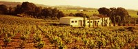 Farmhouses in a vineyard, Penedes, Catalonia, Spain Fine Art Print