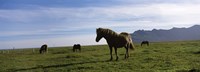 Icelandic horses in a field, Svinafell, Iceland Fine Art Print