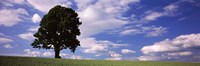 Tree in a field with woman walking along with balloons, Baden-Wurttemberg, Germany Fine Art Print