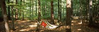 Hammock in a forest, Baden-Wurttemberg, Germany Fine Art Print