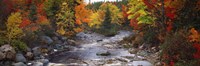 Stream with trees in a forest in autumn, Nova Scotia, Canada Fine Art Print