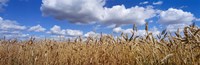 Wheat crop growing in a field, near Edmonton, Alberta, Canada Fine Art Print