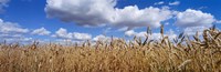 Wheat crop growing in a field, near Edmonton, Alberta, Canada by Panoramic Images - 27" x 9"