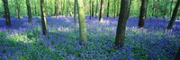 Bluebells in a forest, Charfield, Gloucestershire, England Fine Art Print