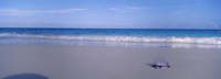 Portuguese Man-Of-War (Physalia physalis) on the beach, Bermuda Fine Art Print