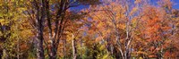 Trees in autumn, Vermont, USA Fine Art Print