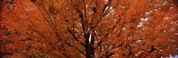 Maple tree in autumn, Vermont, USA by Panoramic Images - 27" x 9"