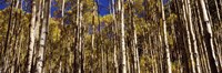 Aspen tree trunks in autumn, Colorado, USA Fine Art Print