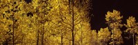 Aspen trees in autumn with night sky, Colorado, USA Fine Art Print