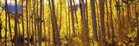 Aspen tree trunks and foliage in autumn, Colorado, USA Fine Art Print