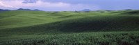 Wheat field on a rolling landscape, near Pullman, Washington State, USA Fine Art Print