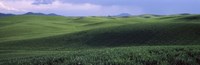 Wheat field on a rolling landscape, near Pullman, Washington State, USA by Panoramic Images - 27" x 9"
