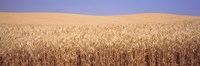 Golden wheat in a field, Palouse, Whitman County, Washington State, USA Fine Art Print