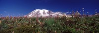 Wildflowers on mountains, Mt Rainier, Pierce County, Washington State, USA Fine Art Print
