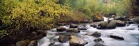 River passing through a forest, Inyo County, California, USA Fine Art Print