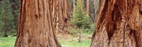 Sapling among full grown Sequoias, Sequoia National Park, California, USA by Panoramic Images - 27" x 9"