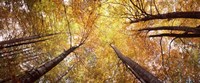 Low angle view of trees with yellow foliage, Bavaria, Germany Fine Art Print