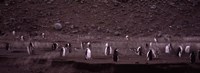 Penguins make their way to the colony, Baily Head, Deception Island, South Shetland Islands, Antarctica by Panoramic Images - 27" x 9"