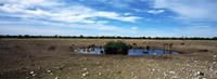 Wild animals at a waterhole, Etosha National Park, Kunene Region, Namibia Fine Art Print