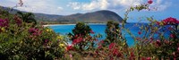 Tropical flowers at the seaside, Deshaies Beach, Deshaies, Guadeloupe Fine Art Print