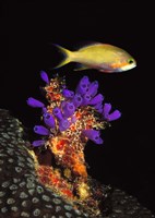 Bluebell tunicate (Clavelina puertosecensis) and Anthias Fish (Pseudanthias lori) in the sea Fine Art Print