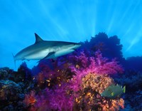 Caribbean Reef shark (Carcharhinus perezi) and Soft corals in the ocean Fine Art Print