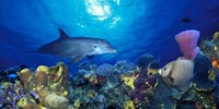 Bottle-Nosed dolphin (Tursiops truncatus) and Gray angelfish (Pomacanthus arcuatus) on coral reef in the sea Framed Print