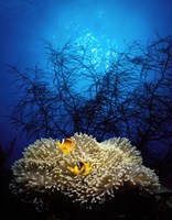 Mat anemone and Allard's anemonefish (Amphiprion allardi) in the ocean Fine Art Print