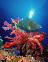 Orange-Lined triggerfish (Balistapus undulatus) and soft corals in the ocean Fine Art Print