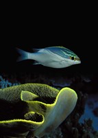 Two-Lined monocle bream (Scolopsis bilineata) and coral in the ocean Fine Art Print