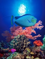 Vlamings unicornfish and Squarespot anthias (Pseudanthias pleurotaenia) with soft corals in the ocean Fine Art Print