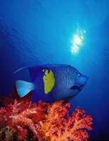 Yellow-Banded angelfish (Pomacanthus maculosus) with soft corals in the ocean Fine Art Print