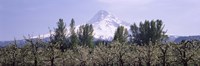 Fruit trees in an orchard with a snowcapped mountain in the background, Mt Hood, Hood River Valley, Oregon, USA Fine Art Print