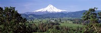 Trees and farms with a snowcapped mountain in the background, Mt Hood, Oregon, USA by Panoramic Images - 27" x 9"