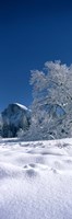 Oak tree and rock formations covered with snow, Half Dome, Yosemite National Park, Mariposa County, California, USA by Panoramic Images - 9" x 27"