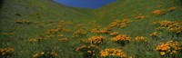 Orange Wildflowers on a Hillside California