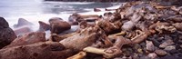 Driftwood on the beach, Oregon Coast, Oregon, USA Fine Art Print