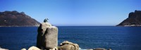 Bronze leopard statue on a boulder, Hout Bay, Cape Town, Western Cape Province, South Africa by Panoramic Images - 27" x 9"