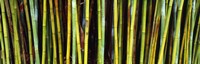 Bamboo trees in a botanical garden, Kanapaha Botanical Gardens, Gainesville, Alachua County, Florida Fine Art Print