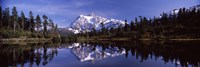 Mt Shuksan Reflection at Picture Lake, North Cascades National Park Fine Art Print