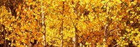 Aspen trees with yellow foliage, Colorado, USA Fine Art Print
