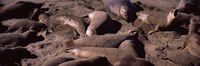 Elephant seals on the beach, San Luis Obispo County, California Fine Art Print