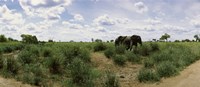 African elephants (Loxodonta africana) in a field, Kruger National Park, South Africa by Panoramic Images - 27" x 9"