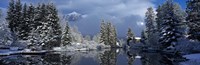 Reflection of tree in a creek, Spring Creek, Mt Rundle, Canmore, Alberta, Canada Fine Art Print