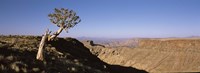 Lone Quiver tree (Aloe dichotoma) in a desert, Ai-Ais Hot Springs, Fish River Canyon, Namibia Fine Art Print