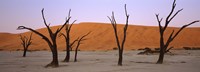 Dead trees in a desert at sunrise, Dead Vlei, Sossusvlei, Namib-Naukluft National Park, Namibia Fine Art Print
