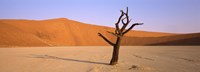 Dead tree in a desert, Dead Vlei, Sossusvlei, Namib-Naukluft National Park, Namibia Fine Art Print