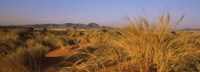Grass growing in a desert, Namib Rand Nature Reserve, Namib Desert, Namibia by Panoramic Images - 27" x 9"