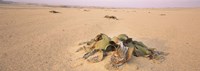 Welwitschia (Welwitschia mirabilis) plant growing in a desert, Swakopmund, Namibia Fine Art Print