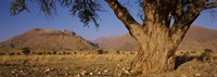 Camelthorn tree (Acacia erioloba) with mountains in the background, Brandberg Mountains, Damaraland, Namib Desert, Namibia by Panoramic Images - 27" x 9"